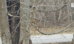 Tamiasciurus hudsonicus hudsonicus