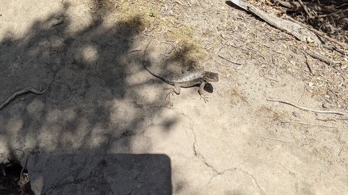 iNaturalist observation photo of Western Fence Lizard