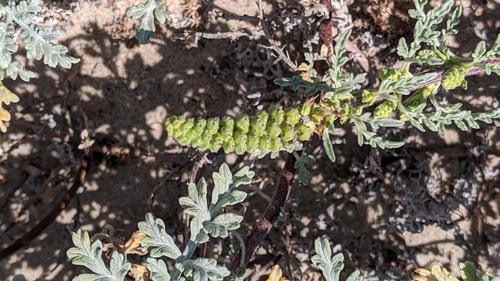 iNaturalist observation photo of silver beachweed