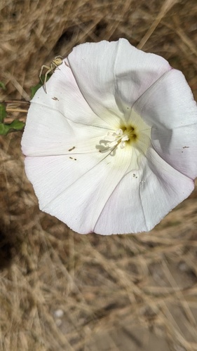 iNaturalist observation photo of Mecaphesa