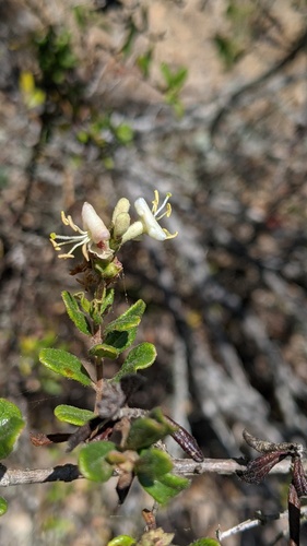 iNaturalist observation photo of Southern Honeysuckle