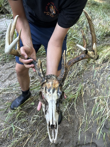 White-tailed Deer photographed in Nebraska