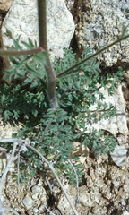 Gilia stellata