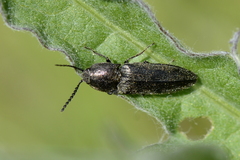 Cidnopus pilosus