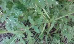 Eucrypta chrysanthemifolia bipinnatifida