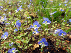 Veronica syriaca