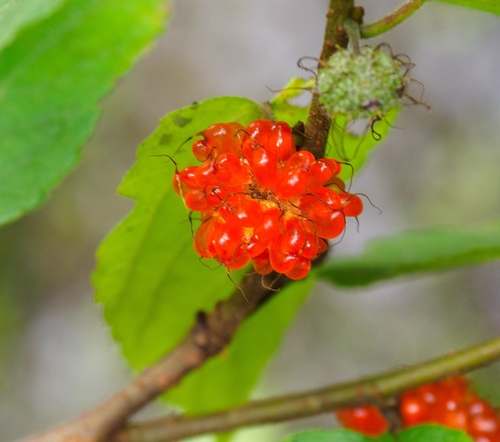 dwarf paper mulberry
