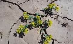 Lepidium flavum felipense