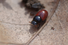 Aphodius pedellus