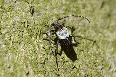 Pogonocherus hispidulus