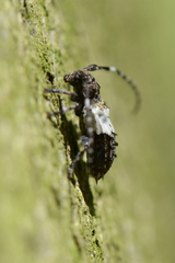 Pogonocherus hispidulus