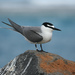 Gray-backed Tern - Photo (c) Kevin Rolle, some rights reserved (CC BY-NC-SA)