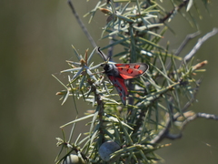 Zygaena rhadamanthus