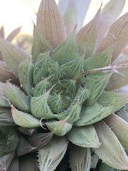 Haworthia cooperi