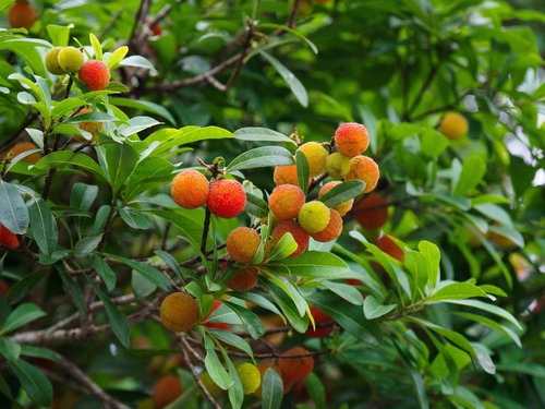 Chinese Bayberry