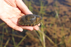 Kinosternon hirtipes