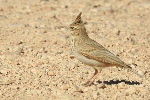 Crested Lark