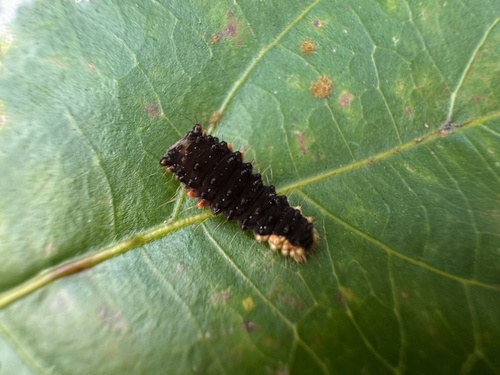 Semi-hyaline Zygaenid Moth