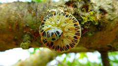 Cimbex quadrimaculatus