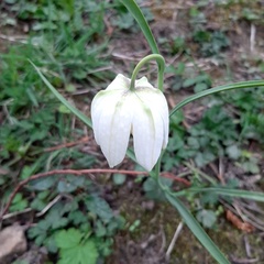 Fritillaria meleagris