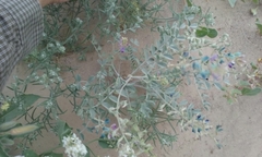 Astragalus lentiginosus borreganus