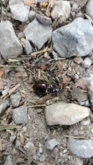 Pterostichus burmeisteri