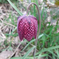 Fritillaria meleagris