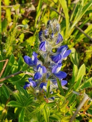 Lupinus micranthus