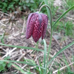 Fritillaria meleagris