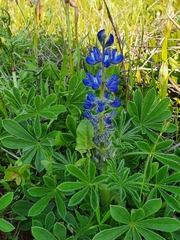 Lupinus micranthus