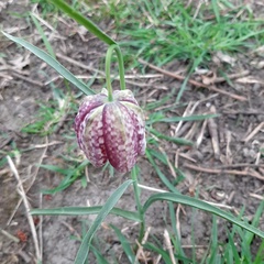 Fritillaria meleagris