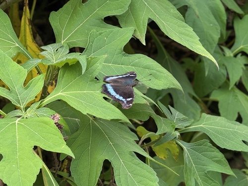 Blue Admiral