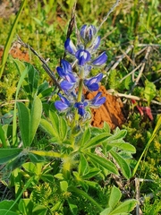 Lupinus micranthus