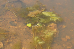Charophyta