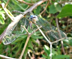 Micrathyria longifasciata