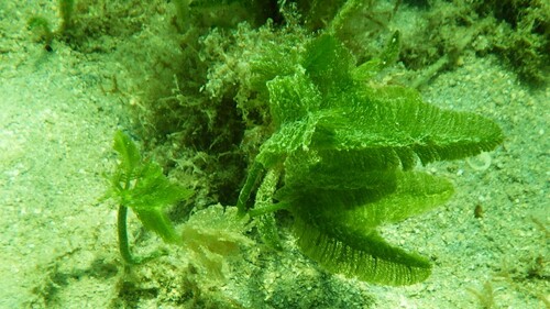 Caulerpa paspaloides observed 2026-05-14