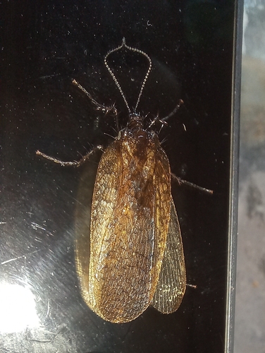 Notiothauma reedi
