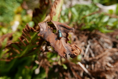 Malachius bipustulatus
