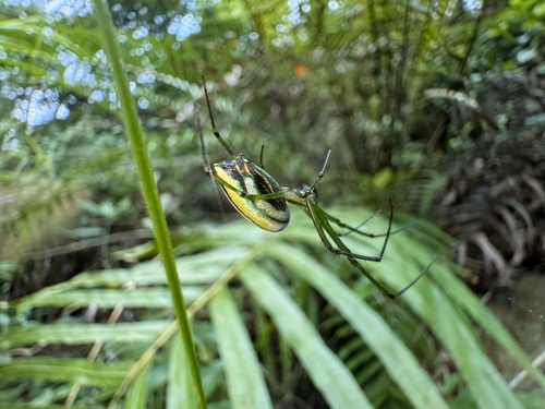 Black-striped Orchard Spider