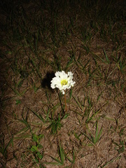Mandevilla petraea