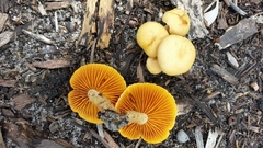 Gymnopilus crociphyllus