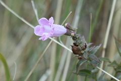 Agalinis genistifolia