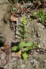 Nonea lutea