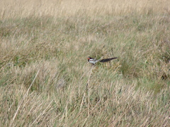 Alectrurus risora