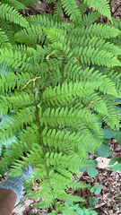 Athyrium