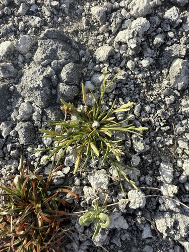 Eragrostis paupera observed 2026-05-08