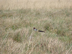Alectrurus risora