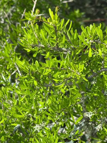 Forestiera angustifolia, photograph 4