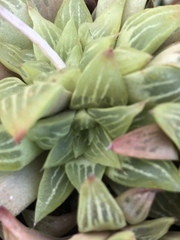 Haworthia turgida