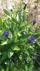 Centaurea montana